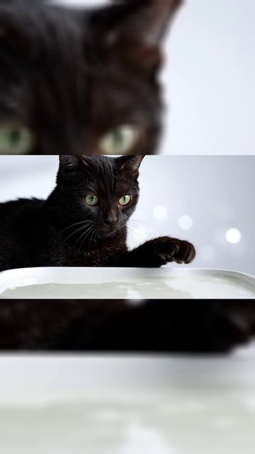 Истер против Жидкой Скалы  Неньютоновская магия  Cat Vs Non-Newtonian Fluid Shorts Science