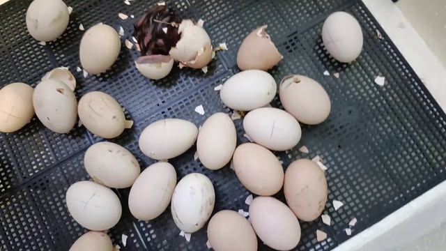 ЦЫПЛЯТА ИЗ ИНКУБАТОРА ВЕСНА 2026 ГОД