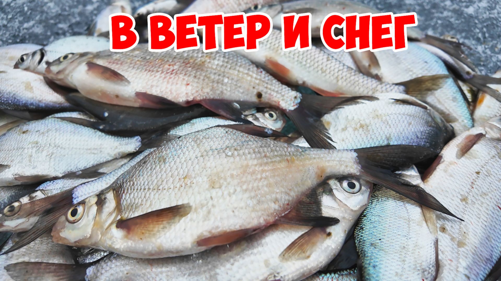 РЫБА ПРЁТ! ВЕСНУ УКРАЛИ! ЭТО СИБИРЬ!