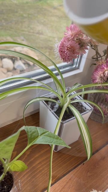 Доброе деревенское утро утровдеревне огород рассада дача перцы ремонт уют