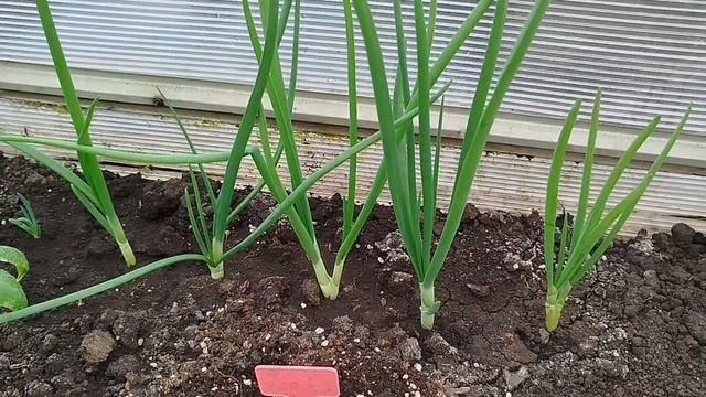 24.04.2026 Тепличные будни. Редиска показалась. Лук обманул ожидания