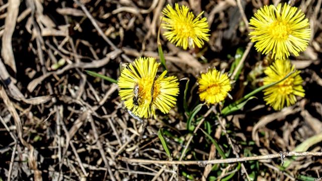 Бабочки шмелики на первоцветах
