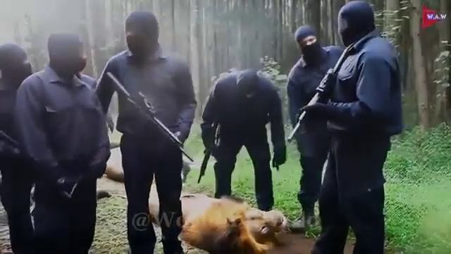 Кинг Конг и лев Симба против браконьеров.