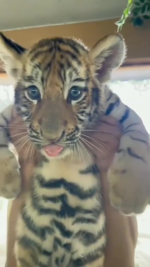 Милые видео животные