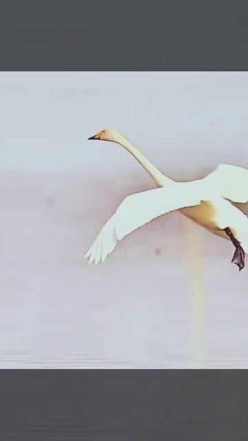 Video_2026-03-03_10-10-30