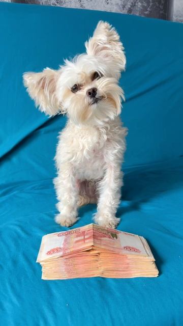 Грумер сказал оплата теперь только наличкой