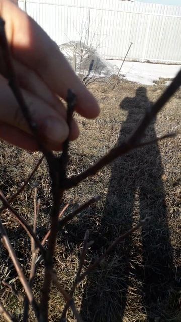 Яблоня Белый налив после зимы 2026 года