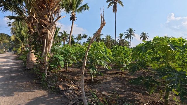 Мальдивы. Остров Тодду. Ноябрь 2025. Козы Поля Природа