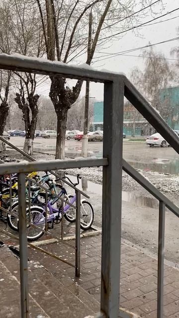 24 Апреля Снежок 