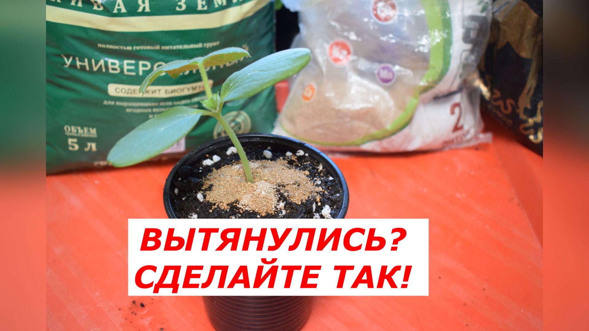 СРОЧНО СДЕЛАЙТЕ ЭТО! Вторая досыпка огурцов.