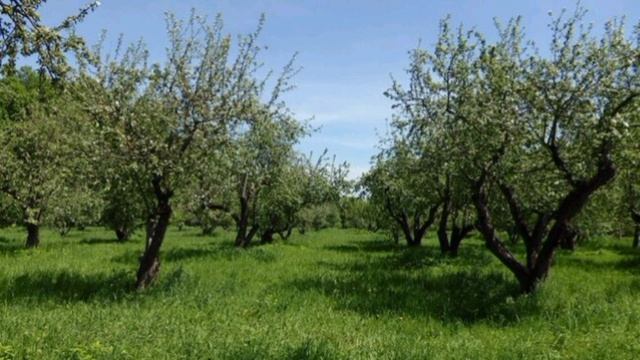 003.Любимое  село.mp4