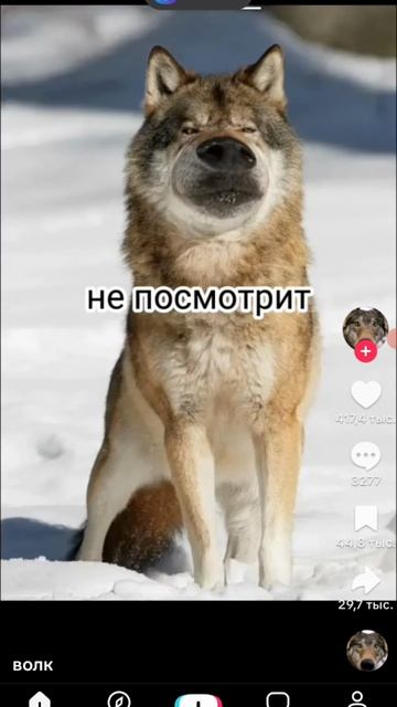 волки первое сорян