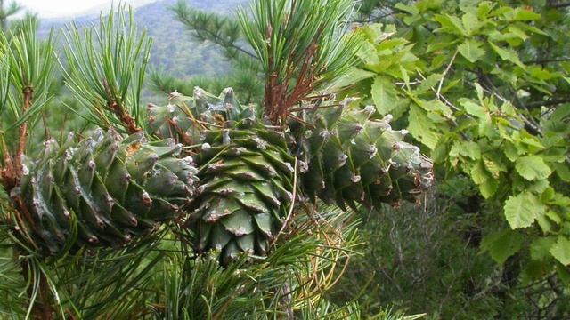 Кедр-целитель рецепты. Поющие кедры и встреча с Анастасией. Её рассказ.