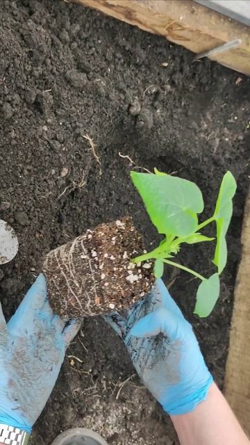 Посадка ОГУРЦОВ на ТРОЕКРАТНЫЙ УРОЖАЙ!