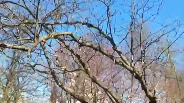 Собака и кошка в Зороастризме