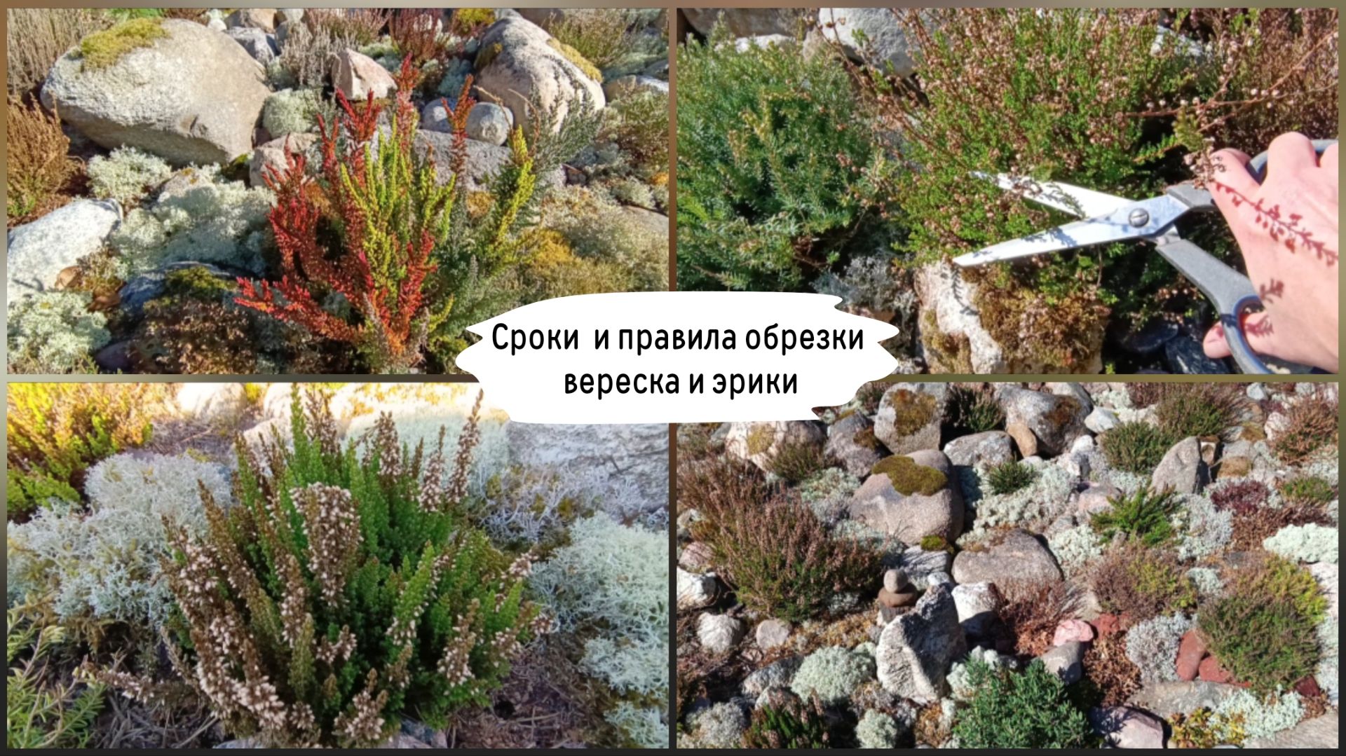 Сроки и правила обрезки вереска и эрики.