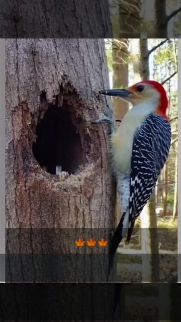 НЕ МЕШАЙТЕ МНЕ СПОКОЙНО ОТДЫХАТЬ