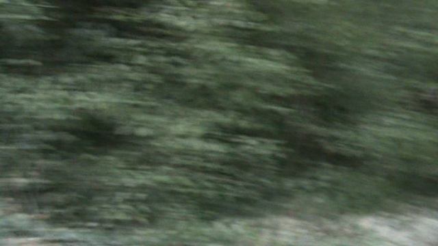 173и МАМЕДОВОЕ УЩЕЛЬЕ КУШАЕТ ВИОЛЕТТА