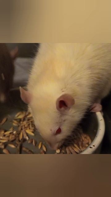 животные грызуны крысы