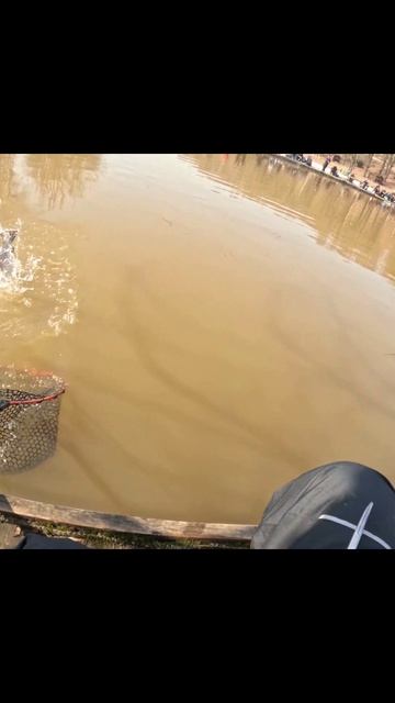 1 Ловим Форель в BIGCARP