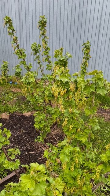 смородина 24 апреля теплица дача садоводничество огород уходзатеплицей