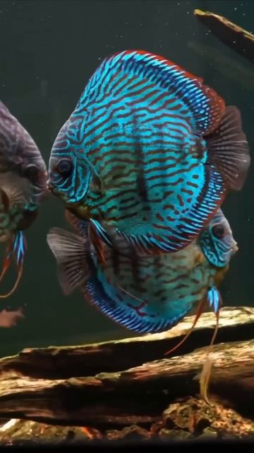 Водный островок спокойствия с дискусами