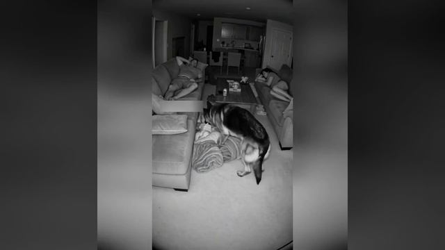 Видео от Департамент Вирусного Контента  ДВК