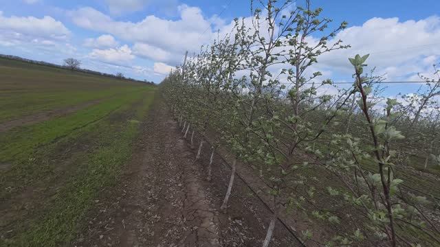 24 апреля Волгоградская область. Приехали посмотреть на цветущие яблони.