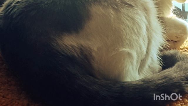 КУПИЛА НОВЫЙ КОВРИК- КОГТЕТОЧКУ СВОИМ КОШЕЧКАМ