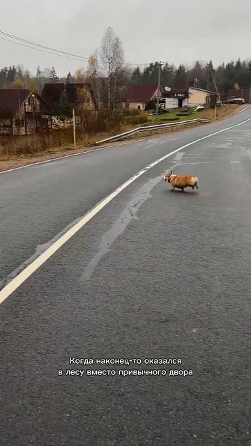Сразу включается режим турбо Коржа ракета