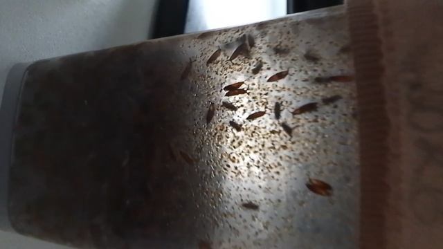 КОКОН БОГОМОЛОВ В ДОМАШНИХ УСЛОВИЯХ!?
кто же всё-таки вылупился?