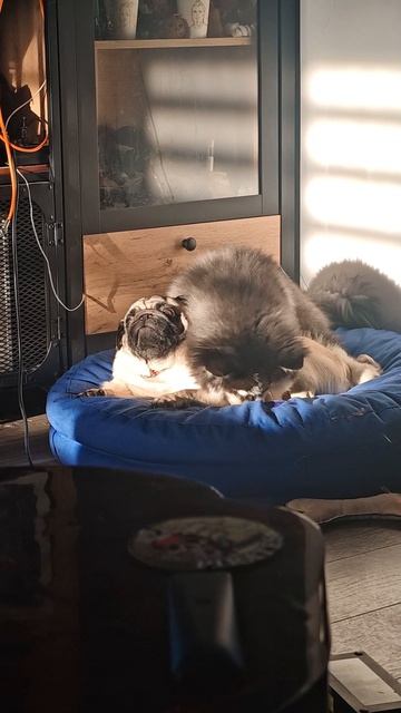 Клещевик затейник