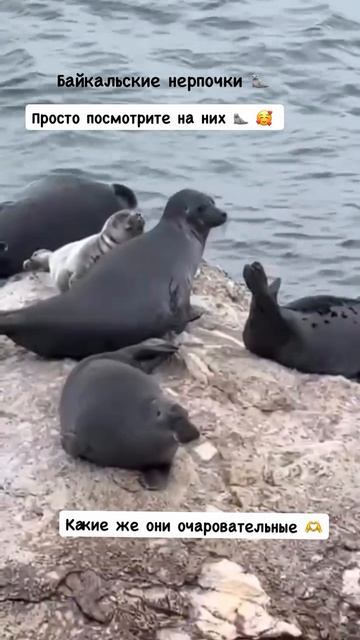 Байкальская нерпа это маленькие хозяева Байкала. байкал турынабайкал байкальскиелегенды