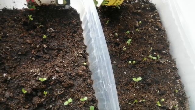 Как поживает рассада арбузов?