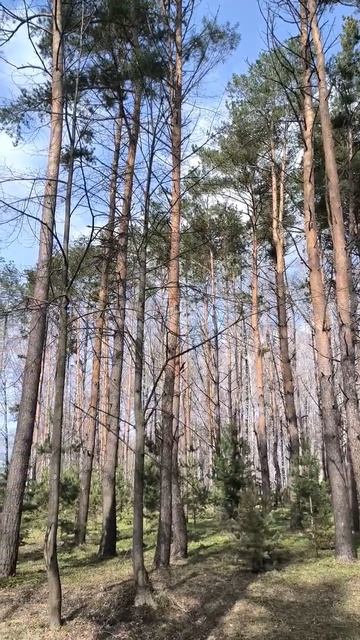 Весенние сосны