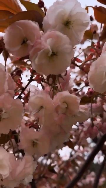 Сакура зацвела в Анапе