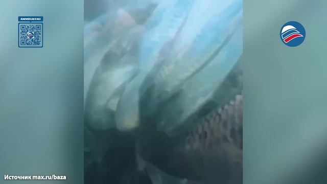 Сахалинец снял завораживающее видео нырнув в косяк сельди и мойвы