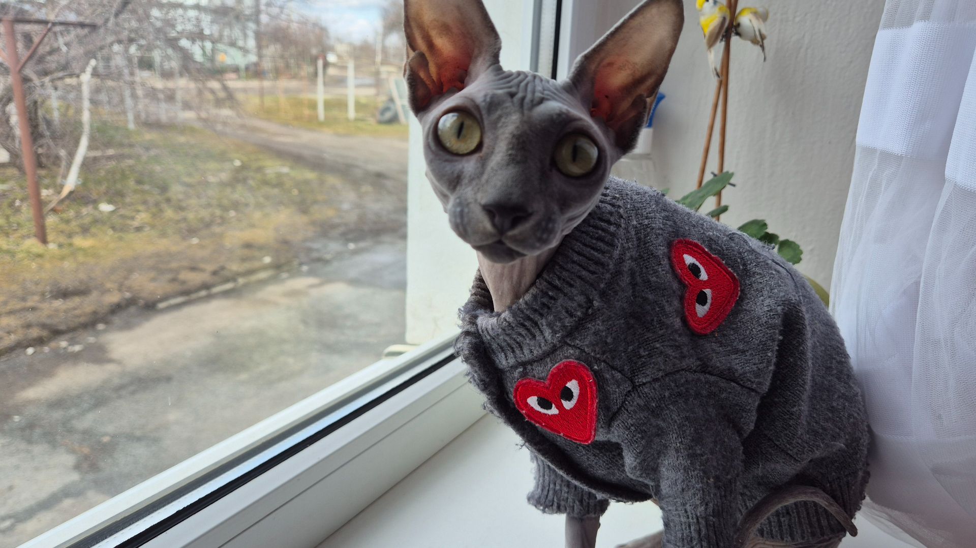 Нашла для себя удобную позу.... может долго сидеть в таком положении.  Мишель. Канадский сфинкс