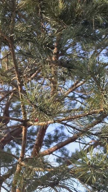 Природное лекарство...за окном