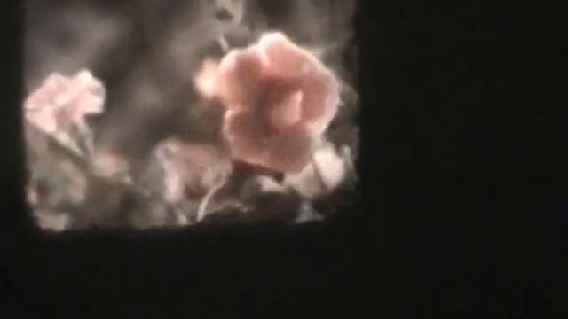 серая звездочка