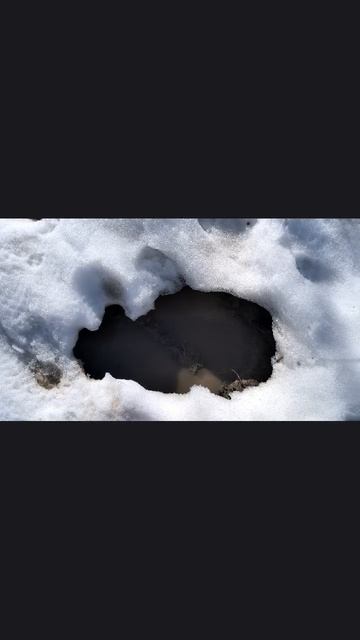 Весенняя проталина