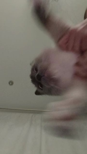 Пушистое симейство