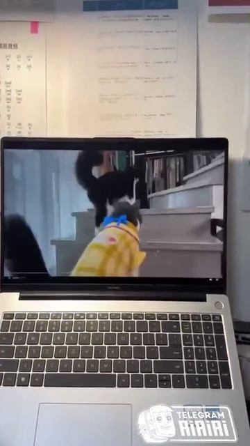 СМОТРИМ СЕРИАЛ ВМЕСТЕ С КОТИКАМИ