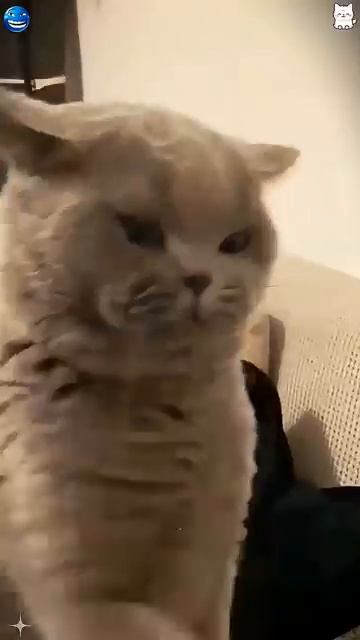 Не тыкай в кота-он может ответить