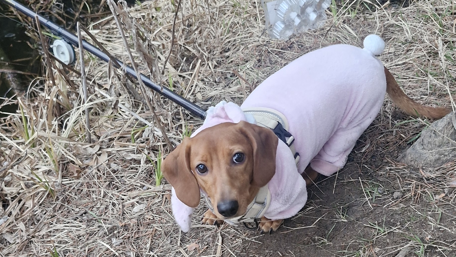 Лесная прогулка Весты