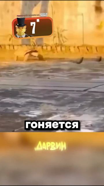 черепахи чуть чуть не дружелюбные