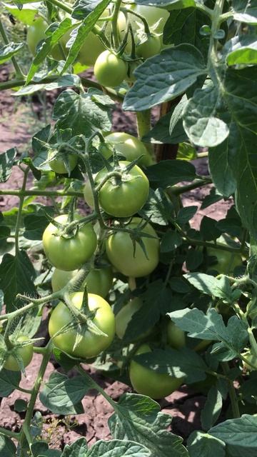 июль 2021г урожай помидор