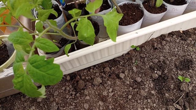 Хвастаюсь покупками!!! Как обстоят дела в теплице.