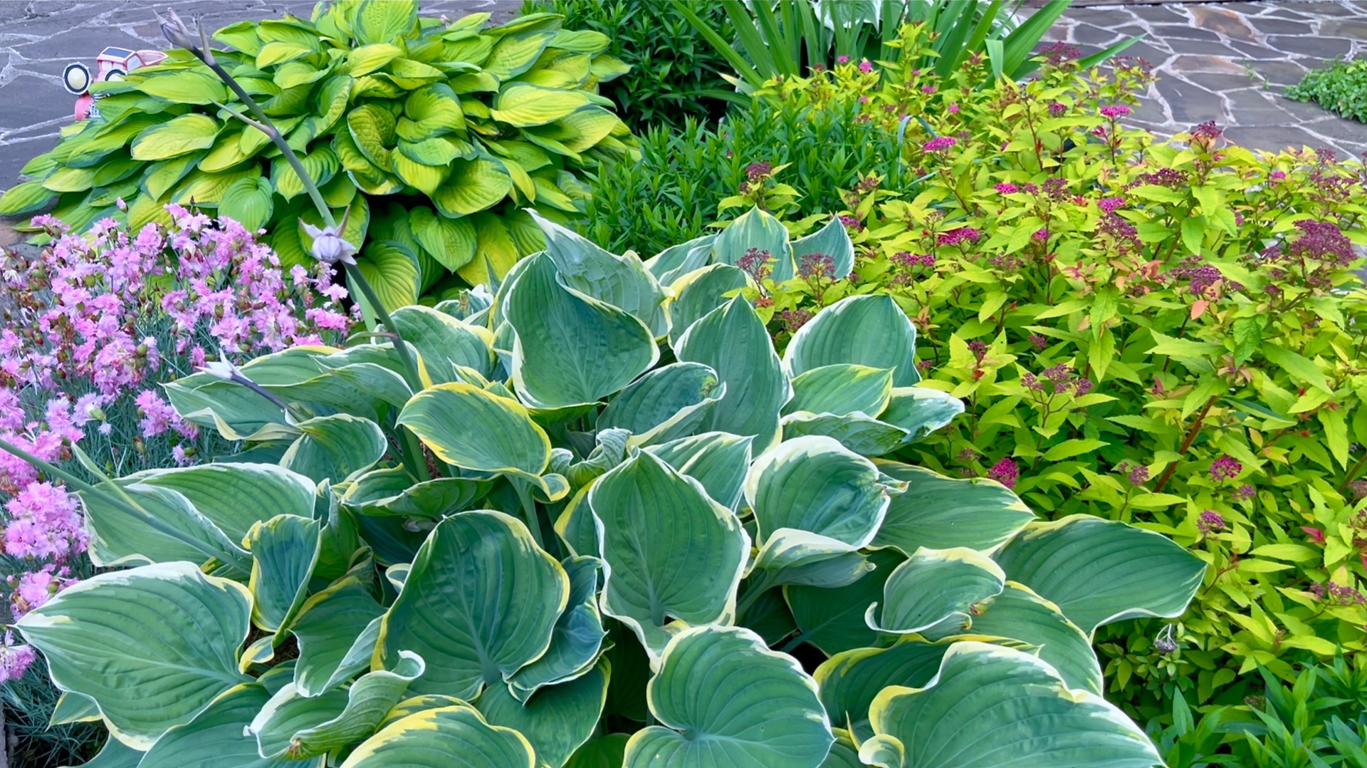 Хостовое разнообразие в нашем саду.