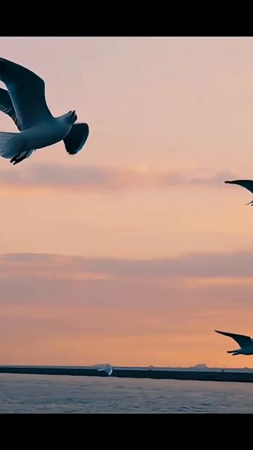 Lx24 - Ода Видео уже в сети